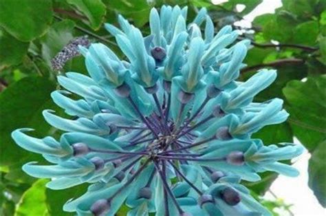 世界上已灭绝的花（恐龙花、瑞士猎人花、瓶子花）