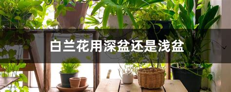 白兰花用深盆还是浅盆（根系生长／水分管理／美观效果）
