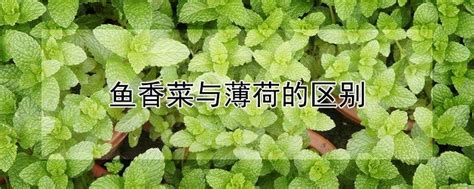 薄荷和鱼香菜怎么区分，薄荷／鱼香菜／区别