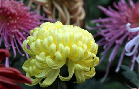 紫色菊花代表什么意思，意义／象征意义／总结