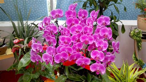 蝴蝶兰二次开花怎么养，光照／温度和湿度／水分和营养