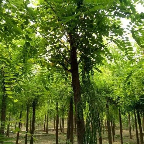 国槐树的风水作用，气场旺盛／象征意义／生态价值