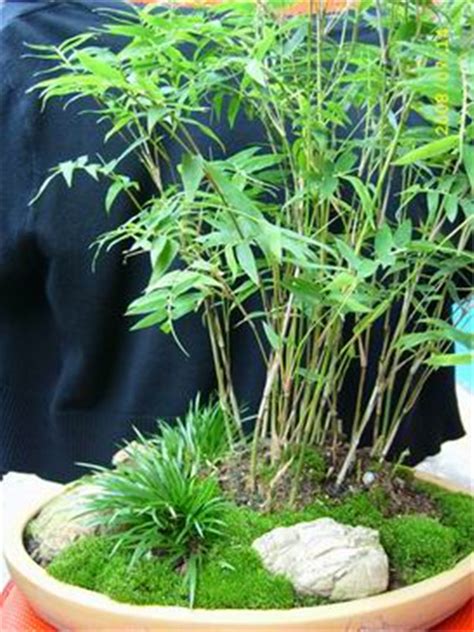 竹开花寓意什么兆头，罕见与神秘／吉祥寓意／文化意义