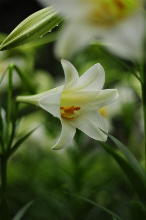 百合花香味有什么作用（舒缓情绪／改善睡眠／提升免疫力）