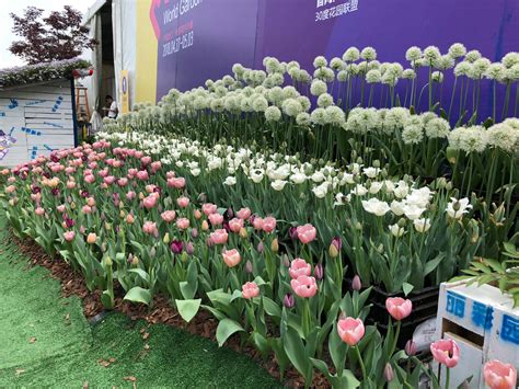 郁金香怎么栽培，土壤选择、种植时间、日常护理