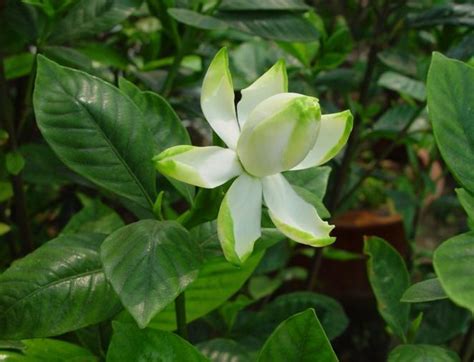 栀子花怎么养护和注意事项，浇水／施肥／修剪