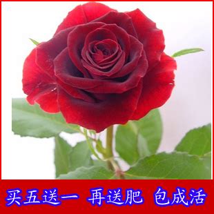 月季哪个品种最好看，玫瑰／紫罗兰／蔷薇