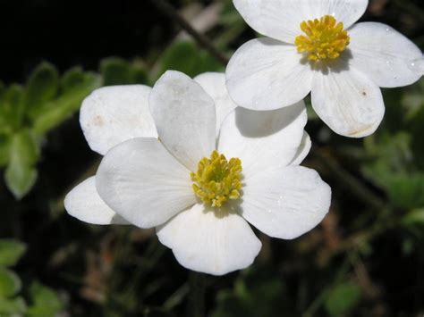 诞生花是什么意思（象征意义、种类、应用场景）