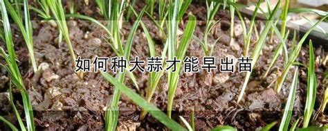 如何种大蒜才能早出苗，选择种蒜、适时播种、施肥