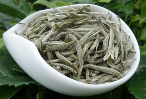 白毫银针属于什么茶，起源／制作工艺／特点和功效