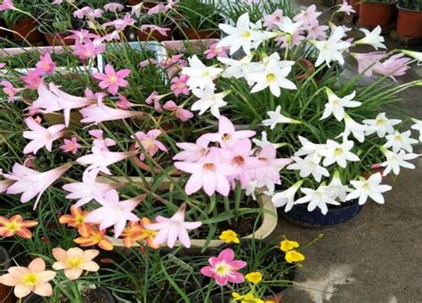 四季开花室外耐寒的花，白色水仙花／紫色堇菜花／红色山茶花
