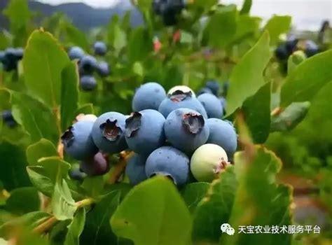 蓝莓种植条件和区域（蓝莓种植的条件／适宜的种植区域／结语）