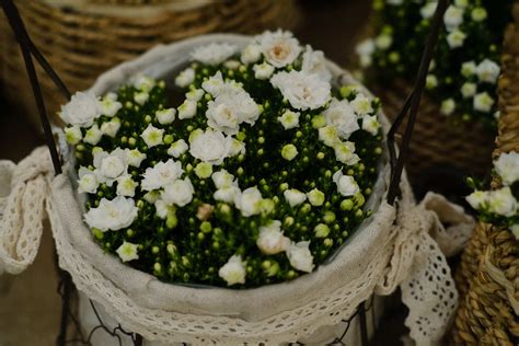 丹麦风铃花花期，花期、特点、养护方法