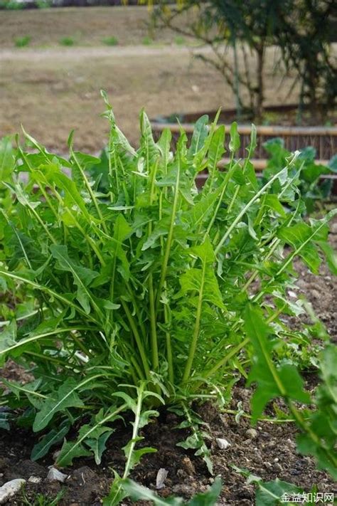 栽培菊苣怎么吃，生吃、炒着吃、凉拌吃