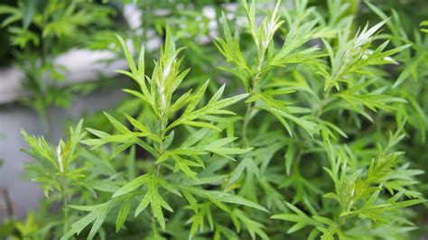 艾叶和艾蒿是不是一种植物（艾叶／艾蒿／相同点与不同点）