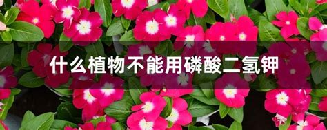 花期为什么不能用磷酸二氢钾，磷酸二氢钾作用机制／特殊需求