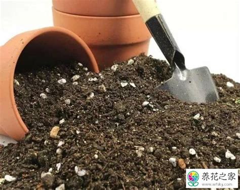 种绿植用什么土最好，绿植土壤的选择、土壤的调整、注意土壤的保养