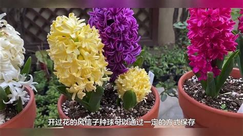 风信子种球保存方法，清洗和消毒／干燥和通风／储存温度和湿度