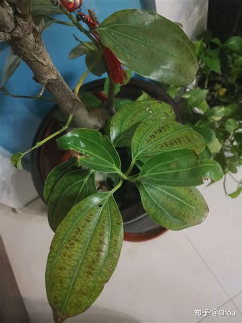 一招救活快枯萎的平安树（水分管理／光照管理／营养补充）