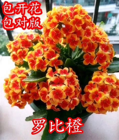 长寿花名贵品种，龙胆长寿花、金鱼长寿花、昙花长寿花