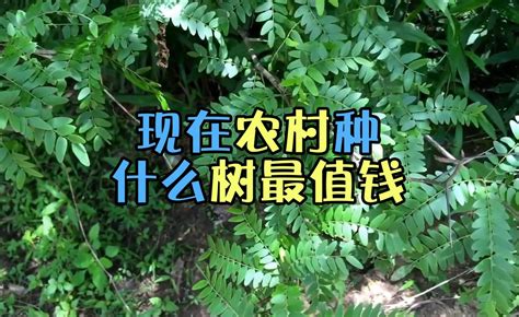 农村种什么树值钱（桑树／核桃树／油茶树）
