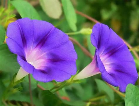 重瓣牵牛花花期多长，花期长、开花时间的影响因素、小结