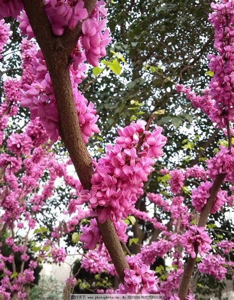 路边开紫色花的绿化树（美丽紫色花朵／生长环境／养护方法）