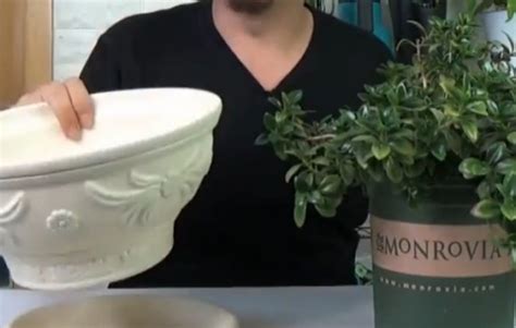 金鱼吊兰用深盆还是浅盆，种植环境／根系特点／水分管理