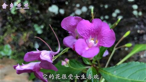 蛇怕凤仙花是不是真的，蛇怕凤仙花的原因／蛇是否真的怕凤仙花