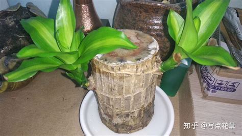 巴西木的正确养殖方法（土壤选择／温度和湿度／光照和肥料）