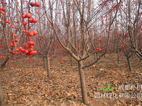 冬红果几月修剪最好（修剪前的准备／冬季修剪／注意事项）