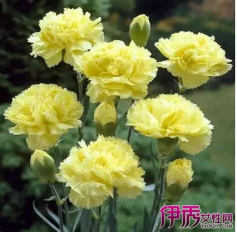 康乃馨鲜花能养几天（方法／时间／延长时间的方法）