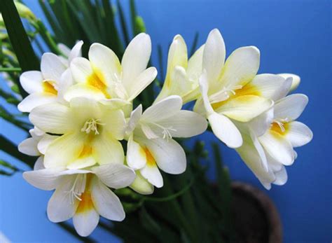 小苍兰为什么叫希望之花，花语寓意、花卉特性