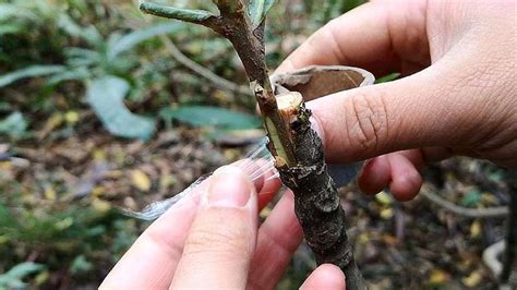 枇杷树什么时候嫁接（嫁接的时间、春季嫁接、秋季嫁接）