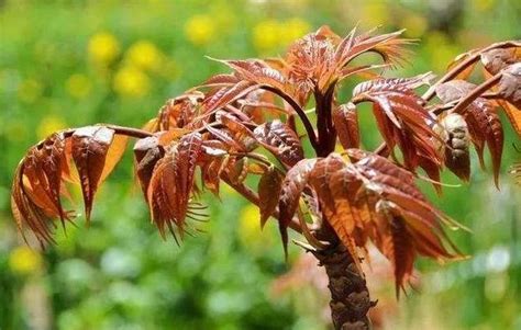 椿树和香椿树是一种树吗，区别、用途、栽培