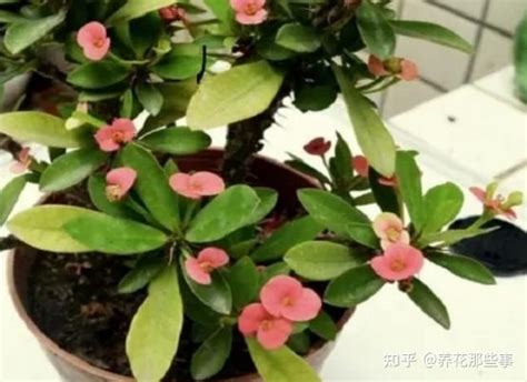 虎刺梅叶子变黄脱落怎么办（叶子变黄的原因／解决方法／小结）