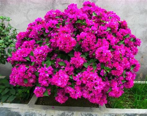 三角梅换盆最佳时间（春季换盆、花后换盆、生长过快换盆）