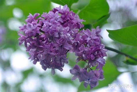 丁香花在几月份盛开，盛开时间／特点／养殖方法