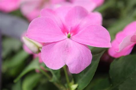 凤仙花需要阳光吗，凤仙花的光照需求、不足对凤仙花的影响