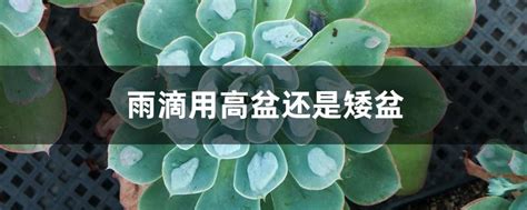 海棠花用高盆还是矮盆（高盆／矮盆／选择的依据）