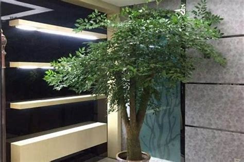 金钱树放客厅什么位置最旺财，阳光充足的窗边／门口左侧／财位角落