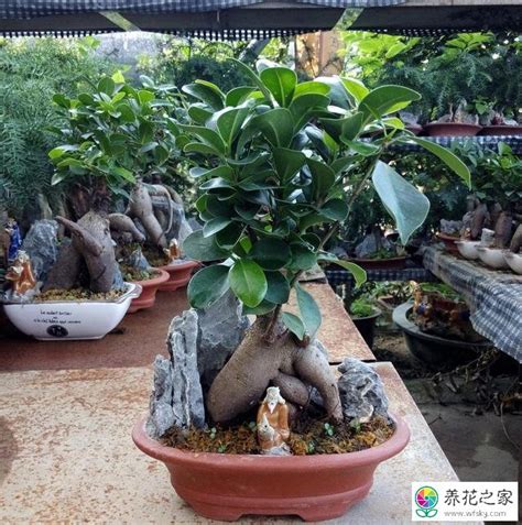 榕树换盆最佳时间（春季换盆／秋季换盆／避开夏季换盆）