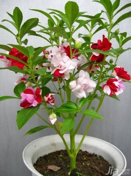 茶花凤仙花的种植方法，选址／土壤处理／播种和养护
