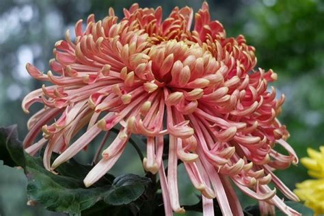 秋天最有代表性的花（菊花／蒲公英／紫藤花）