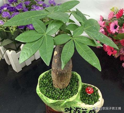 八叶发财树怎么养，日照、温度、浇水