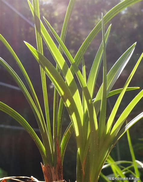 刚买的兰花怎么种植，选购兰花、准备兰花的种植基质