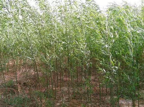 柳树的四种用途（药用价值／美化环境／造纸原料）