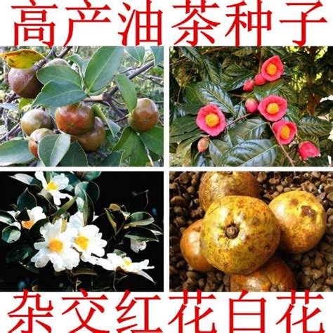 红花大果油茶缺点，产量有限、加工繁琐、口感偏苦