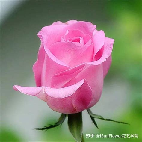 玫瑰花有几种颜色 都代表什么，红色玫瑰／粉色玫瑰／白色玫瑰
