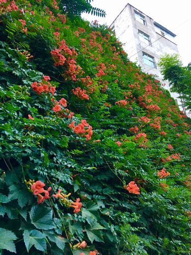 凌霄花代表了什么样的人（特点、代表意义、启示）
